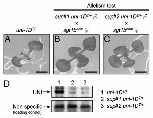 Figure 3 sup#1 and sup#2 mutants are allelic to sgt1b loss-of-function mutant and UNI proteins are unable to stably exist in both mutants. (A) 10-d-old seedling of the hemizygous transgenic plant harboring a uni-1D genomic fragment (hereafter, uni-1DT/+)Citation1,Citation15 shows growth defects such as slower leaf formation and narrow leaf shape. Allelism test was performed by crossing edm1,Citation22 an sgt1b loss-of-function mutant, with (B) sup#1 uni-1DT/+ or (C) sup#2 uni-1DT/+ plants. The resulting F1 seeds were sown on kanamycin-containing plates to ensure the presence of uni-1DT transgene that contains a kanamycin-resistant gene. edm seeds were kindly gifted from Dr. Ken Shirasu (RIKEN). Bars = 1 mm. (D) Protein extracts from 10-d-old seedlings were separated by SDS-PAGE and then immunoblot using anti-UNI antibody was performed. Lane 1: uni-1DT/+. Lane 2: sup#1 uni-1DT/+. Lane 3: sup#2 uni-1DT/+. Plants were grown on kanamycin-containing plates to ensure the presence of uni-1DT transgene. Upper part shows UNI proteins and lower part shows non-specific bands detected on the same membrane as loading controls.