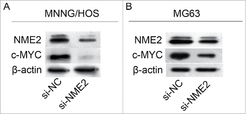 Figure 5. NME2 could upregulate c-Myc expression to affect the proliferation of OS cells. Western blots demonstrated that when the expression of NME2 was knocked down in MNNG/HOS and MG63 cells, c-Myc expression was also downregulated in MNNG/HOS (A) and MG63 (B).