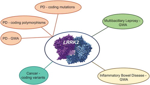 Figure 1. LRRK2 as a pleomorphic locus in human disease. The LRRK2 gene has been implicated in a range of disparate human diseases, with the clearest and best understood links between this protein and Parkinson’s disease. LRRK2 has also been linked to inflammatory bowel disease, risk of infection with multibacillary leprosy and cancer. Structural model for dimeric LRRK2 courtesy of Dr Johannes Gloeckner, and derived from reference [Citation23].