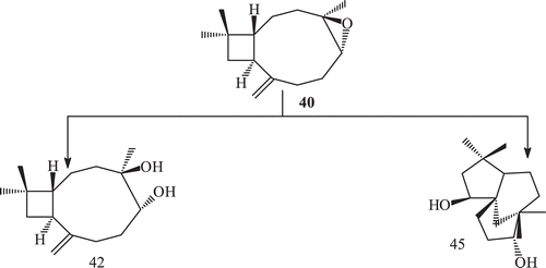 Scheme 14.  Metabolism of (−) caryophyllene oxide 40 with Cephalosporium aphidicola.