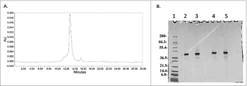Figure 11. (A) Analytical HPLC SEC of Na-APR-1 (M74) after 24 month hold at −80°C and SDS-PAGE analysis followed by Coomassie Blue staining of Na-APR-1 (M74) after 24 months at −80°C. Lane 1 Mark12™ Marker, lane 2 and 3 Na-APR-1 (M74) non reduced, lanes 4 and 5 Na-APR-1 (M74) reduced.