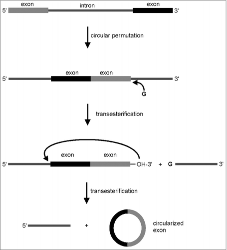 Figure 4. Generation of circular RNA by the permuted intron exon (PIE) method.