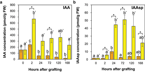 Figure 7. The auxin concentrations in the graft junctions of Nb/Sl and Nb/At. The concentrations of the IAA (a) and IAAsp (b) in the graft junctions of Nb/Sl and Nb/At. Orange and yellow indicate graft junctions of Nb/Sl and Nb/At, respectively. Different letters (a-c) and with dash (a’, b’) indicate significant differences in each stage of the graft junctions of Nb/Sl and Nb/At according to the Tukey-Kramer test (p ≤ 0.05), respectively. * indicates significant differences according to Student’s t-test (p ≤ 0.05). Values are the means of four biological replicate samples, and error bars indicate the standard error of four biological replicate samples.