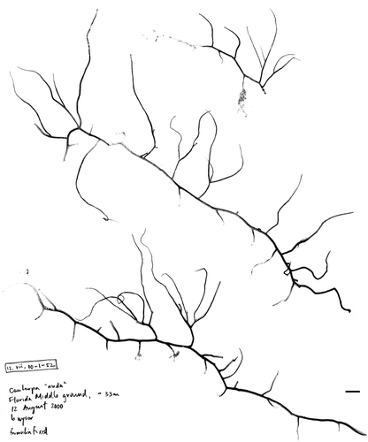 Fig. 12. Herbarium sheet of the unknown Caulerpa sp. (12.viii.00-1-52, AJ417962) originating from the Florida Middle Grounds previously sequenced by Famà et al. (2003). Specimen maintained at LAF. Scale bar: 1 cm.