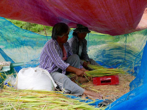 Figure 9. Women threshing rice by hand. Photo credit: Dominic Glover.