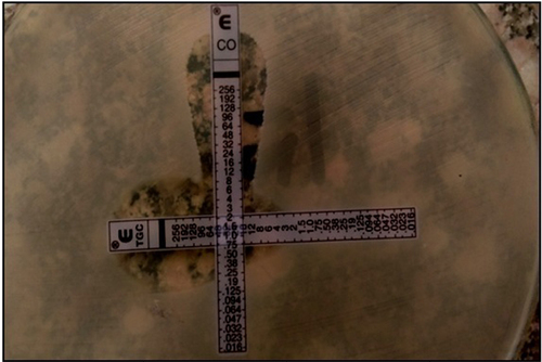 Figure 1 Colistin/tigecycline combination test (Acinetobacter baumannii).
