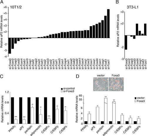 Fig 1 Global analysis of Forkhead-box proteins reveals a role for Foxa3 in promoting adipocyte differentiation. (A) aP2 mRNA levels in 10T1/2 cells expressing 35 distinct siRNAs targeting Forkhead genes relative to siRNA control, 72 h after induction of differentiation. (B) aP2 mRNA levels in 3T3-L1 cells after siRNA knockdown of selected Forkhead factors, 72 h after induction of differentiation. (C) Relative mRNA levels of adipocyte markers in 10T1/2 cells expressing either control siRNA (si-control) or Foxa3-siRNA (si-Foxa3), 72 h after induction of differentiation. (D) Oil Red O staining of differentiated 10T1/2 cells expressing either vector or Foxa3 and relative mRNA levels of adipocyte differentiation markers in 10T1/2 cells expressing either vector or Foxa3, at day 6 of differentiation. Data represent means ± SEM (**, P < 0.01; ***, P < 0.001).