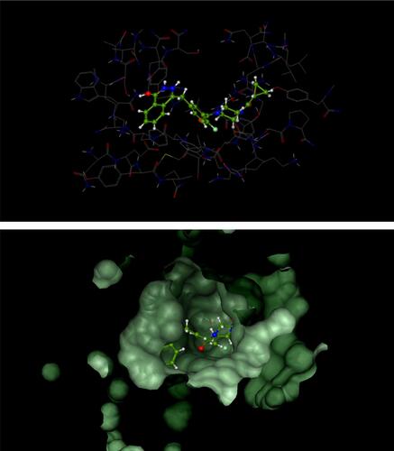 Figure 3 Catalytic domain of poly (ADP-ribose) polymerase 1 (PARP-1) in complex with olaparib.