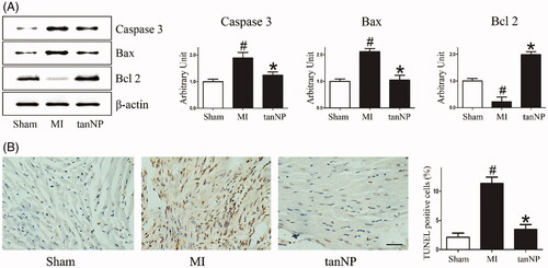 Figure 4. Effects of tanshinone IIA-NP on apoptosis after MI. (A) Western blotting assay of Caspase-3, Bax and Bcl-2. Expression of β-actin served as a loading control. Representative blots from 3 independent experiments are shown. (B) TUNEL staining pictures, in which brown stained cells were TUNEL positive 4 weeks after ligation. Scale bar, 100 μm. Quantitative analysis of TUNEL-positive cells is shown in right panel (n = 6). #p < .05 versus Sham; *p < .05 versus MI.