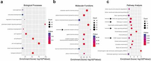 Figure 2. GO and KEGG analyses of the differentially expressed circRNAs. Using P ≤ 0.05 as the threshold, 10 biological process (a) and molecular function (b) items showed significant changes. The top 15 enriched signaling pathways in the KEGG analysis (c).