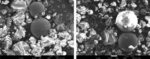 Figure 1 Scanning electron micrographs of gelatin microparticle-containing self-microemulsifying formulations of dutasteride. (A) G3 particles and (B) G13 particles.