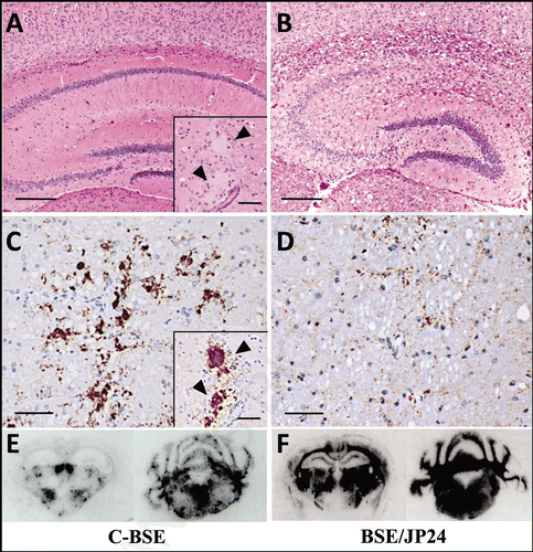 Figure 3 Histopathological (A and B), immunohistochemical (C and D) and PET-blot (E and F) analysis of TgBoPrP mice inoculated with C-BSE and BSE/JP24 prions. No distinct vacuolation in the presence of PrP plaques was detected in the cerebral cortex and hippocampal region in C-BSE prion affected TgBoPrP mice (A), whereas severe vacuolation in the absence of PrP-positive deposits was prominent in BSE/JP24 prion affected TgBoPrP mice (B). Immunolabelled PrPSc showed coarse granular and coalescing-like patterns in the gigantocellular nucleus of medulla oblongata of C-BSE prion affected TgBoPrP mice (C). A diffused fine granular pattern was observed in BSE/JP24 prion affected TgBoPrP mice (D). Immunohistochemical labelling with mAb F99/97.6.1. The insets at the lower right corner (A and C) are PrP plaques detected in the periventricular area of frontal lobe (arrowheads). PET blot reveals that immunolabelled PrPSc was marked in particular nuclei of brainstems in C-BSE prion affected TgBoPrP mice (E). On the other hand, widespread and homogeneous PrPSc immunolabelling was obvious in BSE/JP24 prion affected TgBoPrP mice (F). PET blots of the representative coronal section at the level of the hippocampus (left) and medulla oblongate (right) are shown. The mAb SAF84 was used in PET-blot analysis. Bar: 200 µm (A and B); 50 µm (C and D); 20 µm (inset of A and C).