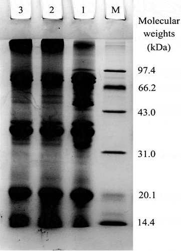 Figure 2  Electrophoretic profiles of soybean protein isolate (SPI), two cross-linked SPIs by one- and two-step treatment (MSPI-1 and MSPI-2) under reducing conditions. Lane M, standard protein markers; Lanes 1−3, SPI, MSPI-1, and MSPI-2, respectively.