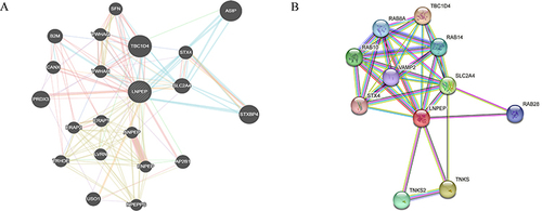 Figure 8 Interaction network of LNPEP gene arised from GeneMANIA and STRING database. (A) GeneMANIA performed the interactions for LNPEP linked with each other based on physical and genetic interactions, pathway analysis, co-expression, and localization. (B) The protein interaction network in LNPEP was conducted in the STRING database.