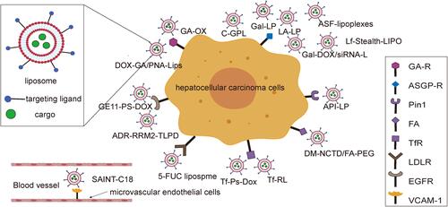 Figure 1 Liposomes act on tumor microvascular endothelial cells and HCC cells.