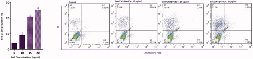 Figure 4. Evaluation of ZnO/CNT@Fe3O4 effect on induction of apoptosis in K562 cells. ZnO/CNT@Fe3O4 increased cell population in sub-G1 in CML-derived cells. Values are given as mean ± standard deviation of three independent experiments. *p ≤ .05 represents significant changes from untreated control. The percentage of apoptotic cells in nanocomposite-treated group was increased in response to drug treatment in a concentration-dependent manner.