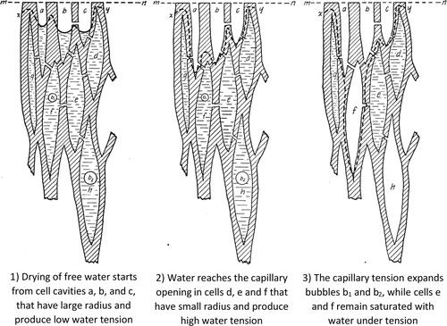 Figure 7. Drawing adapted from Hawley[Citation58] from early wood-water-relationships explaining the phenomenon of capillary pressure inside wood cells during drying.