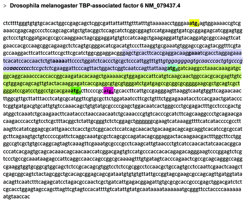 Figure 3.Drosophila melanogaster TAF6 cDNA sequence. The sequence retrieved with RNA Inverse Folding pipeline is indicated by italics; motifs conserved with the IRES subdomain are indicated by bold letters; ATGs referred to in the text are depicted by yellow (ATG1), blue (ATG2), green (ATG3), or pink (ATG4) boxes. The region encompassing the IRES-like motif (region I) is colored in violet while the control downstream region (III) is indicated in light green.