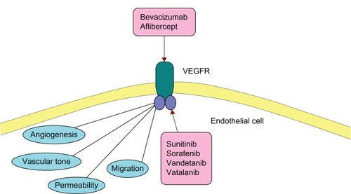 Figure 2 Role of VEGFR (vascular endothelial growth factor receptor) in vascularization/angiogenesis and its inhibitors.