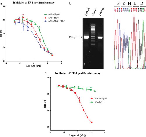 Figure 4. CD32 plays an important role in modulating antibody-mediated inhibition of TF-1 proliferation in response to blockade of IL-4Rα. (a) mAb4-2-IgG4, mAb4-2-IgG1, and mAb4-2-IgG1-SELFCitation19 were added to TF-1 cells in the presence of IL-4, following serial dilution; (b) an agarose gel showed the full-length CD32A and CD32B cDNA amplified by PCR using specific primers, following the reverse transcription from the extracted mRNA of TF-1 cells (left). Left lane: CD32A cDNA; middle Lane: molecular weight ladder; right Lane: CD32B cDNA; the sequencing result of CD32A cDNA (right), “A”, the single-nucleotide polymorphism (SNP), was highlighted, which results in H131 (bold) in the amino acid sequence; (c) a surrogate antibody of mAb4-2-IgG1, 4C6-IgG1, which can bind to IL-4Rα, but cannot block the signaling of IL-4Rα, was added to TF-1 cells in the presence of IL-4 after serial dilution. mAb4-2-IgG1 was used in the same assay as a positive control.