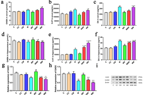 Figure 6. MiR-129-5p reduced the amelioration of ginsenoside Rg1 on morphine reward. (a and d) Concentration of GABA in serum and hippocampus. (b and e) Concentration of 5-HT in serum and hippocampus. (c and f) Concentration of dopamine in serum and hippocampus. (g-h) the relative expression of GAD1 and GAD2 were verified by qPCR. (i) the protein levels of GAD1 and GAD2. Data were analyzed with one-way ANOVA. The groups were: the control group (C), the miR-129-5p scramble group (CC), the miR-129-5p mimic group (CM), the morphine group (M), the morphine + ginsenoside Rg1 group (MR), the morphine + ginsenoside Rg1 + miR-129-5p mimic group (MMR), the morphine + miR-129-5p mimic group (MM). Values are mean ± SEM, n = 3 for protein qualification and n = 6 for other data. *p < .05, ** p < .01, ***p < .001 vs. The control group; #p < .05, ##p < .01, vs the morphine group; ▲p <.05, ▲▲p <.01, ▲▲▲p <.001 vs. The MR group.