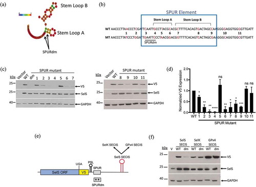 Figure 4. Requirements for SPUR element activity. a. Schematic showing the RNAlifold predicted structure of the human SPUR element. Nucleotide colours show probability of base pairing from 0 (blue) to 1 (red) as shown as described in the legend for Fig 3. The two nucleotides mutated in the SPURdm are indicated by arrows. b. Schematic of human SPUR element sequence. The blue box indicates the conserved nucleotides of the SPUR element. Stem Loops A and B are denoted by brackets. Red nucleotides in the sequence show the original nucleotide (WT) and what it was mutated to (MT). c. Representative Western blots showing the effect of single point mutations on V5 expression. Westerns were performed as described in Fig. 2b. d. Quantification of Western blots. V5 expression was quantified and normalized to SelS overexpression and GAPDH loading. Normalized V5 levels for each point mutant were compared to wild-type. Data represents results from two independent experiments analysed in duplicate (n = 4). *; p < 0.05, **; p < 0.01, ***; p < 0.001, ****; p < 0.0001, and ns – not significant). E. Schematic representation of the SelS-V5/UGA construct. The SelS SECIS element was replaced with the SECIS element from either SelK or GPx4. These SECIS elements were tested in both the wild-type SPUR and the SPURdm contexts. F. Representative Western blot from two independent experiments. WT = wild-type 3′ UTR, dm = SPURdm, and V = vector only. Western blots were performed as described in Fig 2(b).