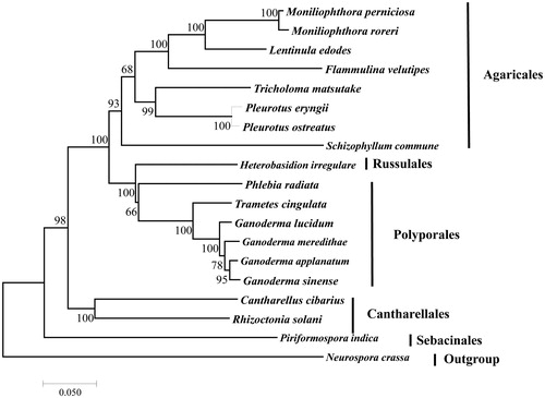 Figure 1. Phylogenetic analysis of 18 species of Agaricomycotina (including L. edodes) conducted based on the NJ method implemented in MEGA 7.0 (Kumar et al. Citation2016). A total of 11 amino acid sequences were used, including atp8, atp9, cob, cox1, cox2, cox3, nad1, nad3, nad4L, nad5, and nad6. The concatenated sequences were aligned using Clustal (Thompson et al. Citation2010). All the sequences could be currently available in the GenBank database: Cantharellus cibarius (NC_020368), Flammulina velutipes (NC_021373), Ganoderma applanatum (NC_027188), Ganoderma lucidum (NC_021750), Ganoderma meredithae (NC_026782), Ganoderma sinense (NC_022933), Heterobasidion irregulare (NC_024555), Moniliophthora perniciosa (NC_005927), Moniliophthora roreri (NC_015400), Phlebia radiata (NC_020148), Pleurotus eryngii (KX827267), Pleurotus ostreatus (NC_009905), Rhizoctonia solani (HF546977), Schizophyllum commune (NC_003049), Serendipita indica (FQ859090), Trametes cingulata (NC_013933), and Tricholoma matsutake (NC_028135). Neurospora crassa (NC_026614) was served as an outgroup. The percentages of replicate trees in which the associated taxa clustered together in the bootstrap test (1000 replicates) are shown next to the branches.