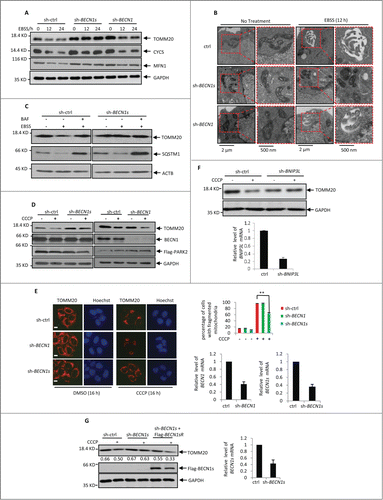 Figure 4 (See previous page). EBSS- and CCCP-induced mitophagy is BECN1s-dependent. (A) HeLa cells expressing control shRNA, BECN1 shRNA or BECN1s shRNA were treated with EBSS for the indicated periods of time. Cell lysates were analyzed by western blot with the indicated antibodies. The shRNA-mediated knockdown efficiency for BECN1 and BECN1s was shown in Fig. S4A. (B) HCT116 cells expressing the indicated shRNAs were incubated under normal or starvation conditions for 12 h, followed by electron microscopy analysis. (C) HCT116 cells transfected with indicated shRNA were cultured in normal growth medium or treated with EBSS in the absence or presence of BAF. Cell lysates were analyzed by western blot with indicated antibodies. The shRNA-mediated knockdown efficiency for BECN1s was shown in Fig. S4C. (D) HCT116 cells were transfected with Flag-PARK2 plus the indicated shRNAs. Twenty-four h after transfection, cells were treated with 10 μM CCCP for another 16 h. Cell lysates were analyzed by western blot with anti-TOMM20, anti-BECN1 and anti-GAPDH antibodies. The shRNA-mediated knockdown efficiency for BECN1 and BECN1s was shown in Fig. S4E. (E) HeLa cells expressing the indicated shRNAs were treated with 10 μM CCCP for 16 h. Cells were then immunostained with anti-TOMM20 antibody. Scale bar: 20 μm. The percentage of cells with fragmented mitochondria was calculated and shown accordingly. **, P<0.01. The shRNA-mediated knockdown efficiency for BECN1 and BECN1s was also shown. (F) HCT116 cells expressing either control shRNA or BNIP3L shRNA were treated with or without 10 μM CCCP for 16 h. Cell lysates were then analyzed by western blot with anti-TOMM20 antibody. The efficient knockdown of BNIP3L was also confirmed by real-time RT-PCR analysis. (G) Lysates from HCT116 cells expressing the indicated shRNAs and proteins were treated with 10 μM CCCP for 16 h. Cell lysates were analyzed by western blot with antibodies against TOMM20, Flag and GAPDH. The blot was quantified using Gel-Pro analyzer software (Rockville, MD, USA). The value of each band indicates the relative expression levels of TOMM20 after normalizing to the loading control GAPDH. The shRNA-mediated knockdown efficiency for BECN1s was also shown.