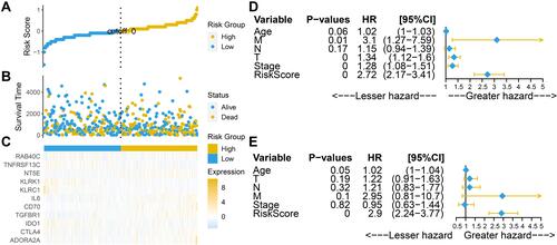 Figure 8 Prognostic value of risk scores in TCGA LUSC. (A–C) Distribution of risk scores and survival and gene expression profiles in LUSC. (D and E) Univariate and multivariate Cox regression analyses of risk scores for OS in LUSC.