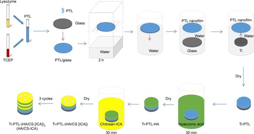 Figure 1 Schematic diagram of in vitro sample preparation: the process of fabricating the HA/CS-ICA multilayer coatings on the PTL-primed Ti disk surfaces.Abbreviations: CS, chitosan; HA, hyaluronic acid; ICA, icariin; PTL, phase-transited lysozyme; TCEP, Tris (2-carboxyethyl) phosphine hydrochloride; Ti, titanium.