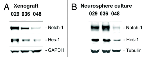 Figure 2. Expression of Notch-1 and the Notch target Hes-1 is maintained from xenograft to culture. Basal protein expression of the Notch-1 receptor and the Notch transcriptional target Hes-1 in (A) subcutaneous xenograft tumors from which the neurosphere cultures used in this study were derived and in (B) the xenograft-derived GBM neurosphere cultures.