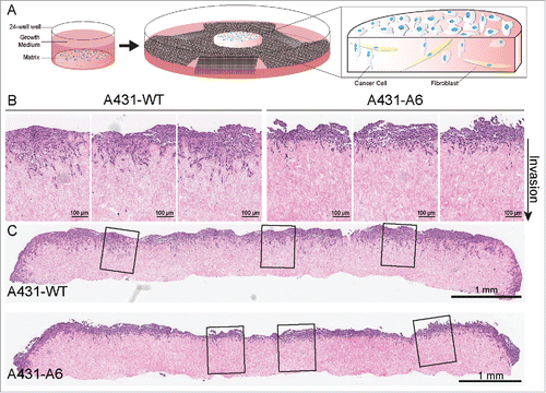 Figure 1. A 3-dimensional organotypic invasion assay highlighting the reduced invasiveness of AnxA6 expressing A431 cells. (A) The scheme shows an organotypic invasion assay for the three-dimensional assessment of tumor cell behavior. Primary human fibroblasts are embedded in a 3D collagen-I matrix, prepared from acid extracted rat tail collagen. Detached, polymerized matrix is allowed to contract for 12 d in complete media, until embedded fibroblasts have contracted the matrix to ∼1 cm in diameter. This forms a matrix with high in vivo fidelity. Tumor cells are then plated on top of the matrix in complete media and allowed to grow to confluence for ∼3–5 d. The matrix is then mounted on a metal grid, raising it to an air/liquid interface, which results in a chemoattractive gradient feeding the matrix from below. Media is changed every 2–3 days, and after 8–21 days, cultures can be fixed, processed (e.g. hematoxylin and eosin staining) and analyzed.Citation29,114,116,139 (B) Representative cutout images of AnxA6-deficient A431 wild-type cells (A431-WT) and AnxA6 expressing A431 cells (A431-A6) seeded on 3D-matrices and allowed to invade over an air-liquid interface for 12 days, prior to fixation and hematoxylin and eosin staining. The direction of invasion is indicated. Scale bars represent 100 μm. The reduced ability of A431-A6 cells to invade the matrix is apparent (for quantification see also ref. Citation29). (C) Representative images of whole matrix sections, demonstrating reduced invasion of AnxA6 expressing A431 cells. The enlarged sections shown in B are indicated. Scale bars represent 1 mm.
