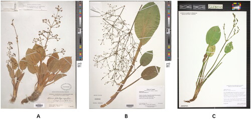 Figure 1. Herbarium specimens used in the Alisma chloroplast genome analyses. All three specimens show complete stems, leaves, inflorescences, flowers, and the detailed information of collection and identification. Images of (A) A. orientale and (B) A. subcordatum are from the official website of the US National Herbarium (https://collections.nmnh.si.edu/search/botany/), and the use of the photos and specimens has been authorized by the Curator, Dr. Jun Wen; and (C) A. triviale from the official website of the Kathryn Kalmbach Herbarium of the Denver Botanic Gardens (https://swbiodiversity.org/seinet/collections/harvestparams.php), and the use of the photos and specimens has been authorized by the Curator Dr. Jennifer Ackerfield.