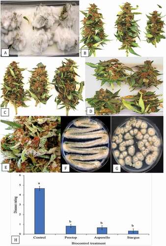 Fig. 11 (Colour online) Effect of biocontrol treatments on development of Botrytis cinerea on detached buds of cannabis after 7 days. Treatments were applied 48 h prior to inoculation with the pathogen. a, Control buds showing extensive mycelial development. b, Buds treated with Trichoderma asperellum. c, Buds treated with Bacillus amyloliquefaciens. d, Buds treated with Gliocladium catenulatum. e, Sporulation of G. catenulatum on treated buds after 10 days. f, g, Recovery of colonies of G. catenulatum from a streaked sample or dilution plating, respectively, originating from treated buds. h, Disease severity ratings made 7 days after inoculation with B. cinerea (control) or following pre-treatment 48 hr before pathogen inoculation with various biocontrol agents (Prestop, Asperello, Stargus). Data are the means from four experiments, each with four–six buds. Letters above bars denote significant differences using ANOVA followed by Fisher’s LSD test at P < 0.01