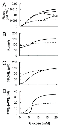 Figure 2. Effect of increasing glucose on α- and β-cells energetics. Extracellular glucose concentration was varied and the steady-state simulations of the model parameters are represented. Simulations were run with the basic set of parameters for β-cells (Tables 2 and 3 from ref. Citation15 and additionally with the coefficient describing the nonglycolitic source of NADH in mitochondria (kng, Eqn. 1). Corresponding parameters were changed for α-cells: kng was increased from 0.006 μmol ms−1 (for β-cells) to 0.05 μmol ms−1, VmLDH (maximal lactate dehydrogenase activity) was increased from 1.2 μmol ms−1 to 12 μmol ms−1, the maximal pyruvate dehydrogenase (PDH) activity (Vmpdh) was decreased from 0.3 μmol ms−1 to 0.08 μmol ms−1, the regulated leak coefficient (Plr) was increased from 0.0012 μmol ms−1 to 0.008 μmol ms−1, the glucokinase activity (Vglu) was taken as 0.01 μmol ms−1 for both α- and β-cells. (───) represents β- and (- - - -) α-cells. (A) (····) is the rate of the glucokinase reaction (close in α- and β-cells), JPYR is the rate of pyruvate consumption in mitochondria for β- and α-cells. (B) Ψm is the mitochondrial membrane potential. (C) [NADH]m is mitochondrial NADH. D. [ATP]c/[ADP]c is the ATP/ADP ratio in the cytoplasm.