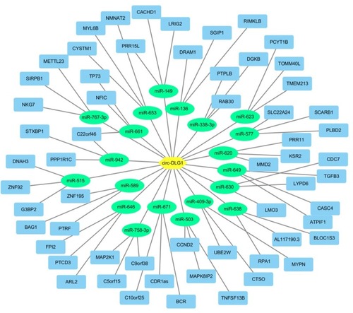 Figure 4 Circ-DLG1 could serve as a sponge for multiple miRNAs.