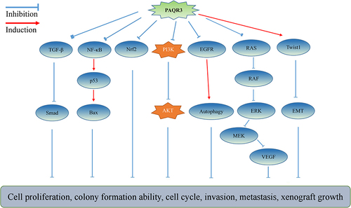 Figure 2 Downstream signaling of PAQR3 in cancer progression.
