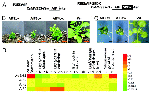 Figure 2. Functional analysis of AIF2, AIF3 and AIF4. (A) Schematic representation of the constructs. (B) Rosette plants of P35S:AIF2 (AIF2ox), P35S:AIF3 (AIF3ox), P35S:AIF4 (AIF4ox) and wild-type (wt) plants. Bar = 1 cm. (C) Fourteen-day-old seedlings of P35S:AIF2-SRDX (AIF2sx) and P35S:AIF3-SRDX (AIF3sx). Bar = 1 mm. (D) The fold change of expression of AtIBH1 and AIFs in different tissues (the bottom / top part of stem, young and old leaves and young and old siliques shoot), different light conditions in two tissues (shoot apex and cotyledon) and treatment with brassinolide (BL). Color represents the fold-change of expression to control as shown in right.