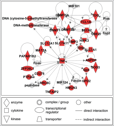 Figure 2. The most significantly enriched network of gestational age-associated molecules was enriched for cellular functions including DNA replication, recombination and repair, amino acid and nucleic acid metabolism (P = 1 × 10–41). Colors represent molecular targets of the miRNAs (red symbols) or associated proteins (clear symbols). TNF and several DNA methyltransferases are identified as key nodes in this regulatory network.