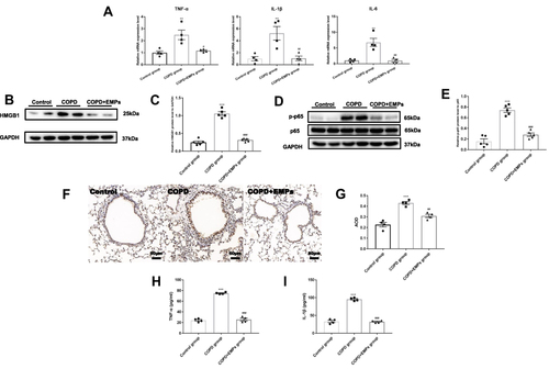 Figure 4 Effect of endothelial microparticles (EMPs) on lung inflammation in COPD mice. (A) Levels of TNF-α, IL-1β, and IL-6 mRNA in lung tissue with RT-qPCR; (B) Western blotting analyses of HMGB1 in lung tissue; (C) Statistical analysis for relative HMGB1 protein level in lung tissue; (D) Western blotting analyses of NF-κB p65 and phosphorylated-NF-κB p65 (p-p65) in lung tissue; (E) Statistical analysis for relative p-p65 protein level in lung tissue; (F) Immunohistochemistry (IHC) for HMGB1 in lung tissue; (G) Statistical analysis for average optical density (AOD) of HMGB1 in lung tissue; (H) Levels of TNF-α in mouse BALF with ELISA; (I) Levels of IL-1β in mouse BALF with ELISA. Data are presented as the mean ± SEM. **p<0.01 in comparison with control group, ***p<0.001 in comparison with control group, #p<0.05 in comparison with COPD group, ##p<0.01 in comparison with COPD group, ###p<0.001 in comparison with COPD group.