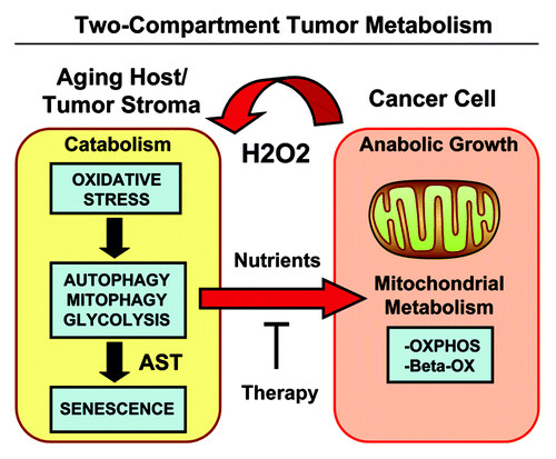 Figure 15. Two-compartment tumor metabolism is fueled by the autophagy-senescence transition (AST). In this model, cancer cells secrete hydrogen peroxide (H2O2), which induces oxidative stress in neighboring normal fibroblasts. Oxidative stress in stromal fibroblasts is then sufficient to confer the cancer-associated fibroblast phenotype, resulting in autophagy, mitophagy, and a shift toward aerobic glycolysis. Autophagy also drives the onset of senescence, via the autophagy-senescence transition. Autophagic-senescent fibroblasts then produce high-energy nutrients (L-lactate, ketone bodies, glutamine, and free fatty acids), which “fuel” mitochondrial metabolism (OXPHOS and β-OX; oxidative phosphorylation and β-oxidation) in adjacent cancer cells, resulting in the onset of anabolic tumor growth. This simple model could explain why chronological aging is one of the most significant risk factors for the development of cancer. AST, autophagy-senescence transition.