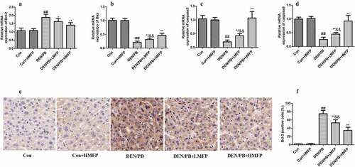 Figure 6. mRNA expression in rat’s hepatic tissue with DEN/PB-induced HCC. The level of Bcl-2 (a), Bax (b), caspase-3 (c), and caspase-9 (d) in different treatment groups. (e) Representative images of immunohistochemical staining with Bcl-2 in different groups (scale bar = 100 μm). (f) The percentage of Bcl-2 positive cells in different groups. ## Significant against Con group at P < 0.01. ** Significant against DEN/PB group at P < 0.01. * Significant against DEN/PB group at P < 0.05. && Significant against DEN/PB+HMFP group at P < 0.01