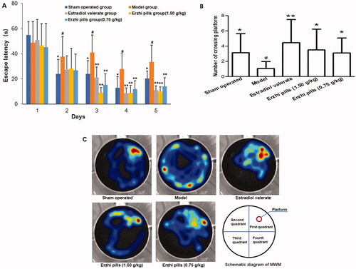 Figure 3. Effect of Erzhi pills on learning and memory ability in AD model rats induced by ovariectomy as well as d-galactose and Aβ1–40 injection in Morris water test. (A) The effect of Erzhi pills on the escape latency in AD rats. (B) The effect of Erzhi pills on the times of crossing platform in AD rats. (C)The heatmap of the space exploration experiment in rats. The warmer the hue is in the heatmap, the longer the time will stay. #p < 0.05, vs. Sham-operated group; *p < 0.05, **p < 0.01, vs. model group. Mean ± SD, n = 10.