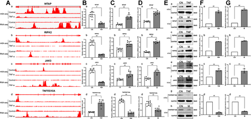 Figure 6 Correlation analysis, RT-qPCR and Western blot verification of genes with differential m6A modification and differential mRNA expression. (A) Integrative genomics viewer (IGV) plots of m6A methylation abundances and expression abundances in the control group and the TNF-α group. The x-axis represents the genomic position and the y-axis represents the sequence read number. a, the m6A methylation abundances and expression abundances of WTAP. b, the m6A methylation abundances and expression abundances of RIPK2. c, the m6A methylation abundances and expression abundances of JAK3. d, the m6A methylation abundances and expression abundances of TNFRSF10A. (B) The m6A methylation levels were measured by RT-qPCR in the control group and the TNF-α group. a, the m6A methylation level of WTAP. b, the m6A methylation level of RIPK2. c, the m6A methylation level of JAK3. d, the m6A methylation level of TNFRSF10A. (C) The mRNA expression levels in MH7A cells were measured by RT-qPCR. a, the mRNA expression level of WTAP. b, the mRNA expression level of RIPK2. c, the mRNA expression level of JAK3. d, the mRNA expression level of TNFRSF10A. #p < 0.05, ##p < 0.01 compared with the control group. (D) The mRNA expression levels were measured by RT-qPCR in synovial tissues of AA rats. a, the mRNA expression level of WTAP. b, the mRNA expression level of RIPK2. c, the mRNA expression level of JAK3. d, the mRNA expression level of TNFRSF10A. #p < 0.05, ##p < 0.01 compared with the control group. (E) The protein expression levels were measured by Western blot in MH7A cells and synovial tissues of AA rats. a, the protein expression level of WTAP in MH7A cells. b, the protein expression level of WTAP in synovial tissues of AA rats. c, the protein expression level of RIPK2 in MH7A cells. d, the protein expression level of RIPK2 in synovial tissues of AA rats. e, the protein expression level of JAK3 in MH7A cells. f, the protein expression level of JAK3 in synovial tissues of AA rats. g, the protein expression level of TNFRSF10A in MH7A cells. h, the protein expression level of TNFRSF10A in synovial tissues of AA rats. (F), Semiquantitative analysis of protein expression in MH7A cells. a, semiquantitative analysis of WTAP protein. b, semiquantitative analysis of RIPK2 protein. c, semiquantitative analysis of JAK3 protein. d, semiquantitative analysis of TNFRSF10A protein. #p < 0.05, ##p < 0.01 compared with the control group. (G) Semiquantitative analysis of protein expression in synovial tissues of AA rats. a, semiquantitative analysis of WTAP protein. b, semiquantitative analysis of RIPK2 protein. c, semiquantitative analysis of JAK3 protein. d, semiquantitative analysis of TNFRSF10A protein. #p < 0.05, ##p < 0.01 compared with the control group.