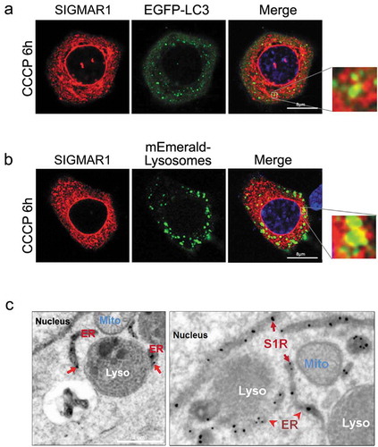 Figure 8. Juxtaposition of Sig1R with autophagosomes and lysosomes.(a and b) Live cell fluorescence imaging. WT NSC34 cells were co-transfected for 24h with Sig1R-mCherry and EGFP-LC3 or mEmerald-Lysosomes, respectively, and then treated with CCCP for 6h. (c) APEX2-assisted EM of SIGMAR1 (S1R) in NSC34 cells. sigmar1 KO NSC34 cells were transfected with SIGMAR1-GFP-APEX2 for EM sample preparation.