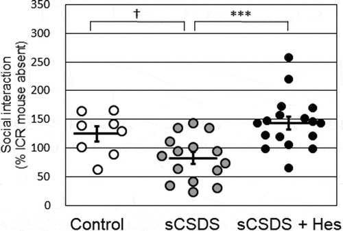 Figure 3. Social interaction scores in the control (n = 8), sCSDS (n = 15), and sCSDS + Hes (n = 17) groups. The bar represents the mean ± SEM. Individual values are represented by circles. p values are for Bonferroni’s post-hoc test. †p < 0.1, ***p < 0.001. sCSDS, subchronic and mild social defeat stress.