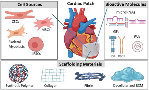 Figure 7. Scaffolding materials and therapeutic ingredients (cells and bioactive molecules) commonly used in the development of cardiac patches. Reproduced with permission from Mei et al. [Citation36] and Singh et al. [Citation118].