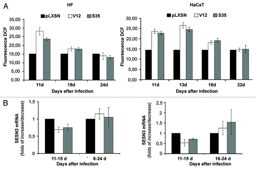 Figure 2. Reversion of Ras-induced changes in intracellular ROS content and sestrins genes expression in HF (left) and HaCaT (right) cell cultures. (A) Changes of ROS level on days 11–24 d after introduction of corresponding retroviral pLXSN-neo vectors. The average data of two independent experiments in each case are presented. (B) Changes in SESN3 mRNA level on days 11–24 after introduction of corresponding retroviral pLXSN-neo vectors (11–15 d/16–24 d mean that the average data shown on the figure were estimated by measuring SESN3 mRNA level during the indicated period of time). Relative quantities of SESN3 mRNA as estimated by densitometry of the results of RT-PCR experiments. The relative intensity of SESN3 bands was estimated as a ratio of SESN3 PCR-products to tubulin bands. The average results of two–three experiments are presented, means ± SE are given.