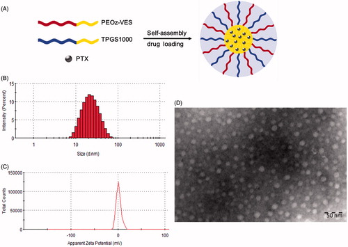 Figure 2. (A) Schematic illustration of self-assembly for PTX/Mix-PMs in aqueous medium. Size (B), Zeta potential (C), and transmission electron microscope images (D) of PTX/Mix-PMs.