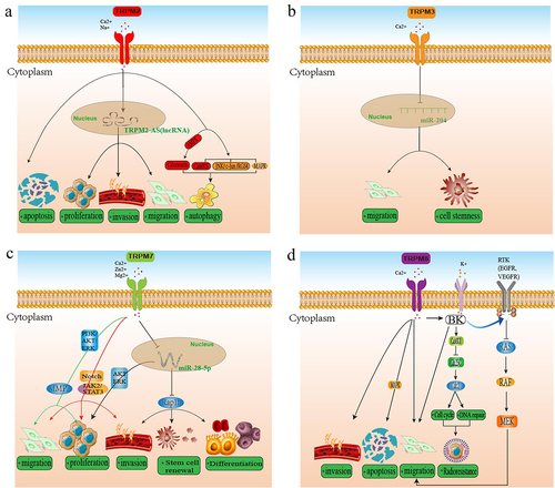 Figure 3. The main TRPMs-mediated mechanisms and signaling pathways associated with the development and progression of glioma.